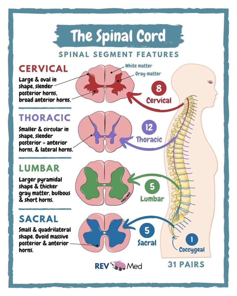 AcuHealth Back & Spine Treatment (spinal cord)